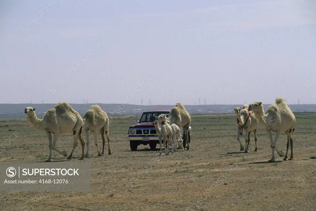Saudi Arabia, Near Riyadh, Bedouin Herding Camels With Pickup Truck