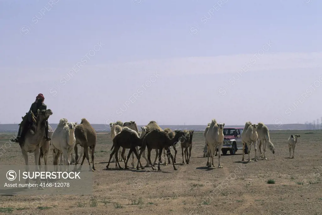 Saudi Arabia, Near Riyadh, Bedouins Herding Camels