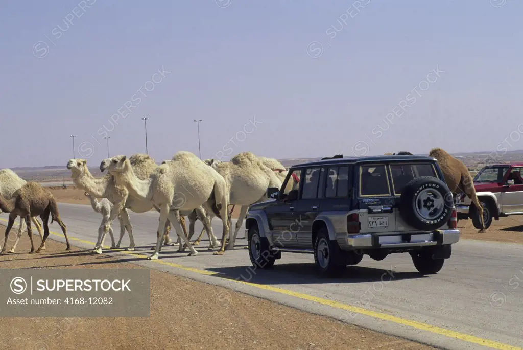 Saudi Arabia, Near Riyadh, Camels Crossing Road