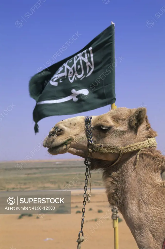 Saudi Arabia, Near Riyadh, Camel With Saudi Flag