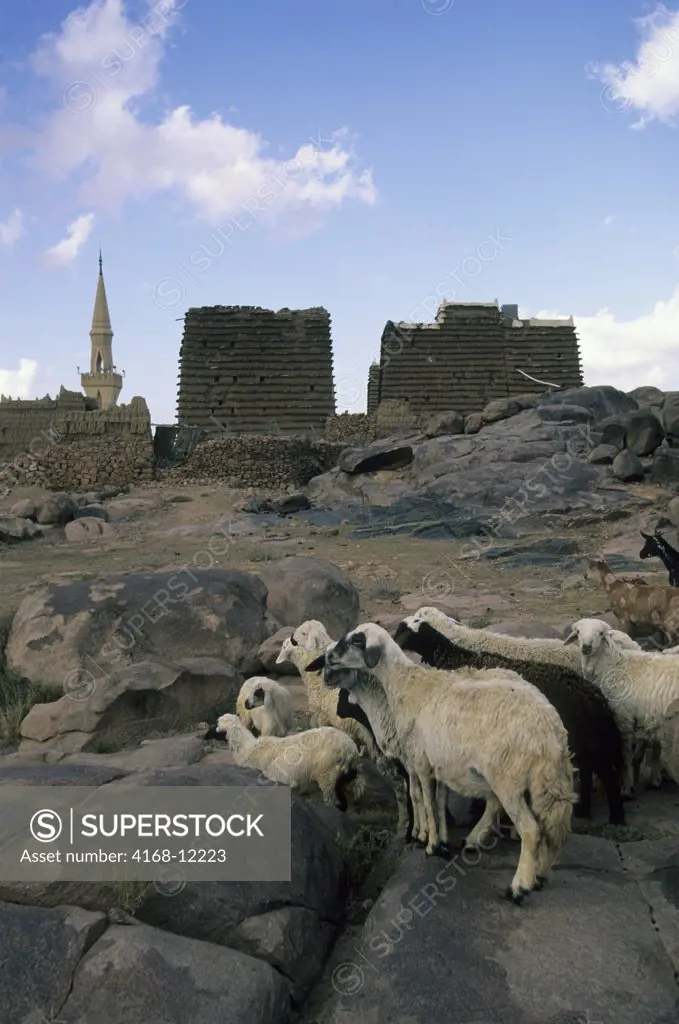 Saudi Arabia, Near Abha, Al Aamer Village, Mudbrick Construction, Sheep