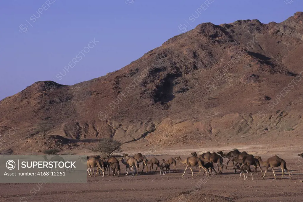 Saudi Arabia, Near Medina, Camels