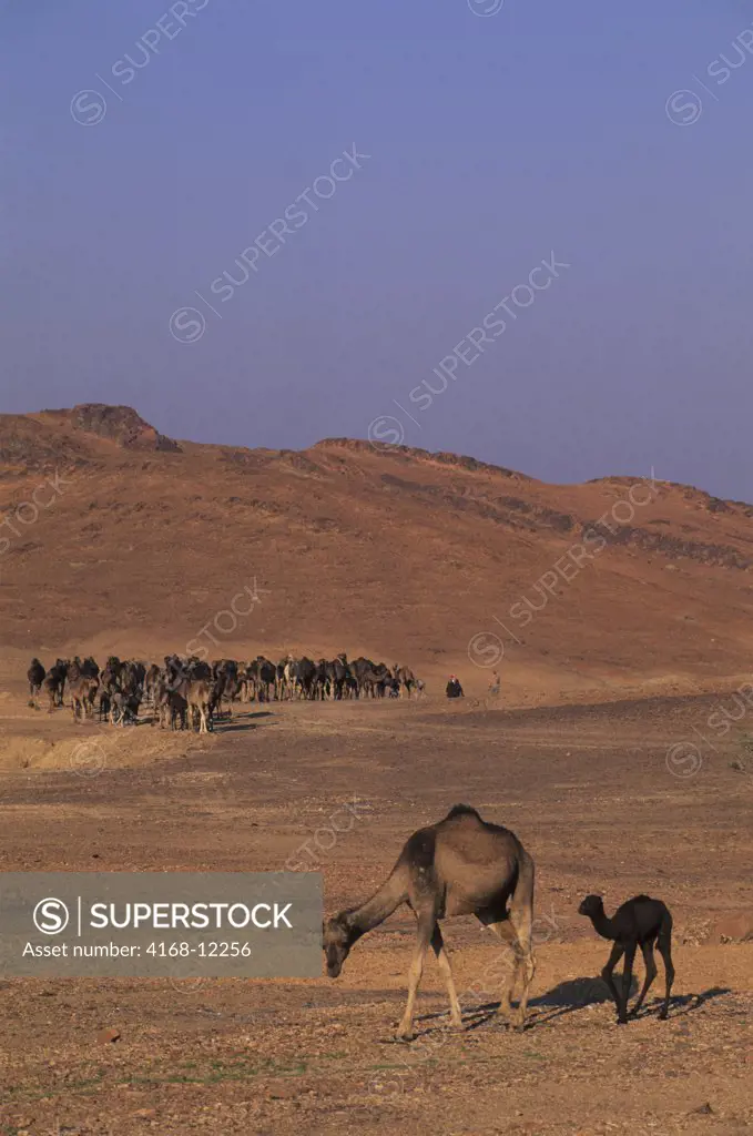 Saudi Arabia, Near Medina, Camels, Mother With Baby