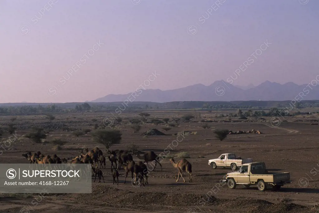 Saudi Arabia, Near Medina, Camels Being Herded By Bedouins With Pick Up Trucks