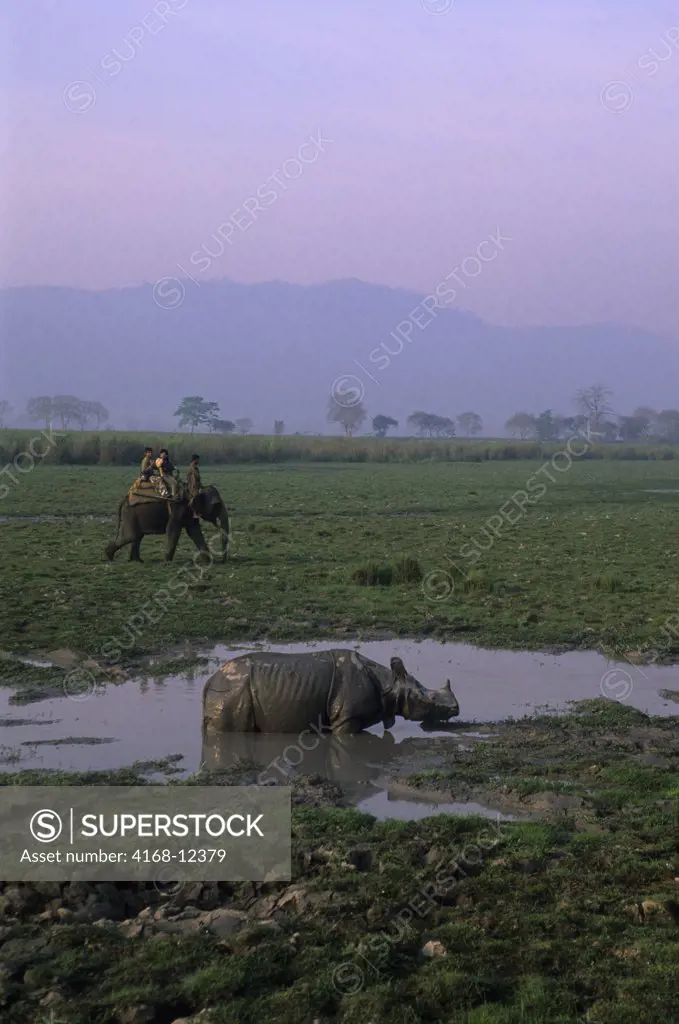 India, Assam , Kaziranga National Park, Tourists On Elephant Viewing One-Horned Rhinoceros