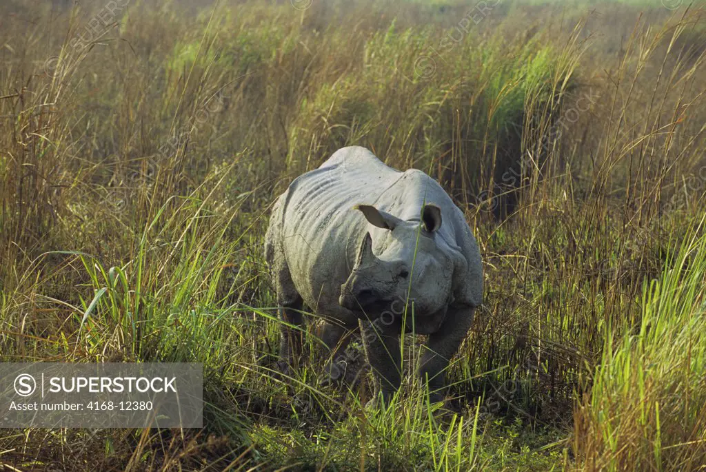 India, Assam , Kaziranga National Park, One-Horned Rhinoceros In Grass