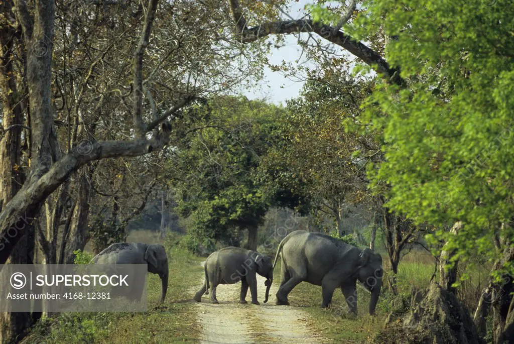 India, Assam , Kaziranga National Park, Asian Elephants Crossing Road