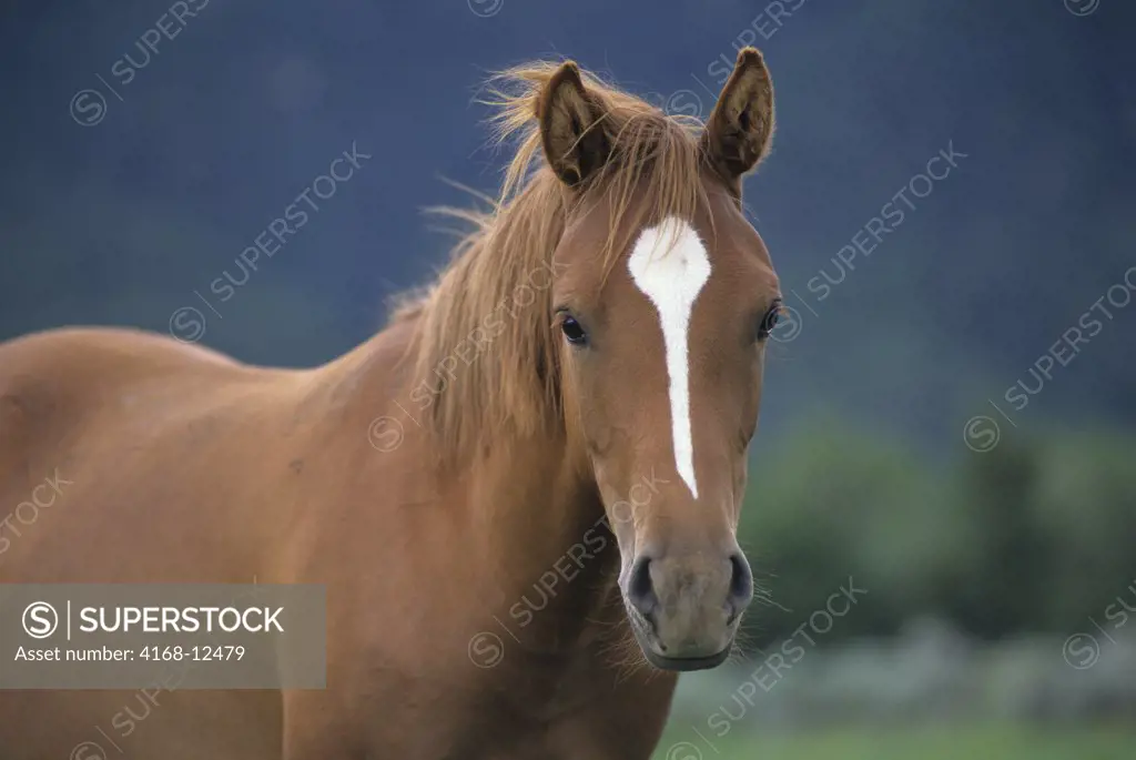 Usa, New Mexico, Near Taos Horse In Pasture, Portrait