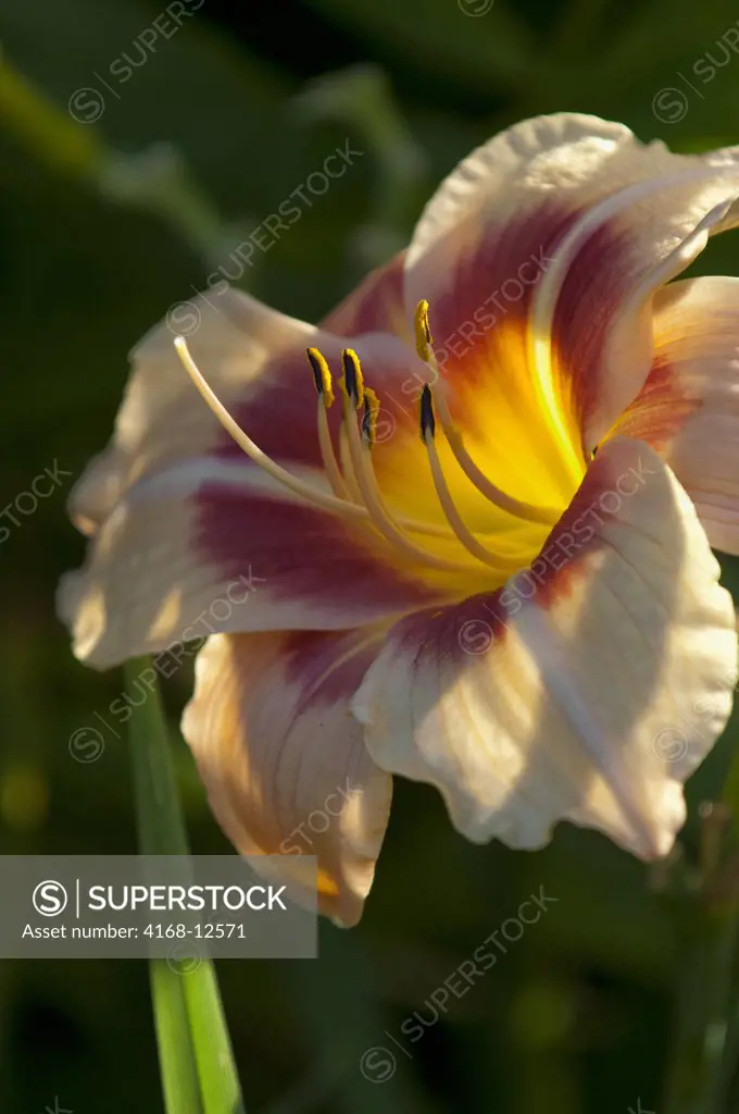 Canada, British Columbia, Vancouver Island Near Victoria, Butchart Gardens, Close-Up Of Day Lily