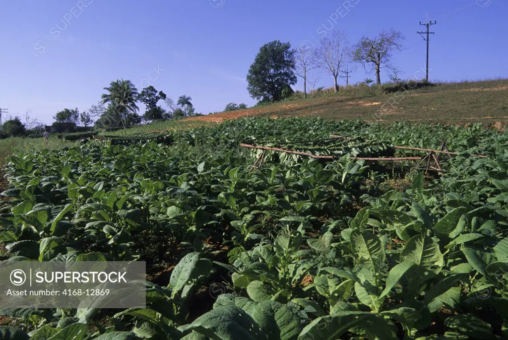 Cuba, Vinales Valley, Tobacco Field