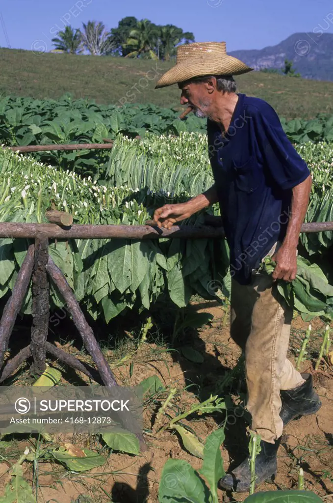 Cuba, Vinales Valley, Tobacco Field, Tobacco Drying, Farmer