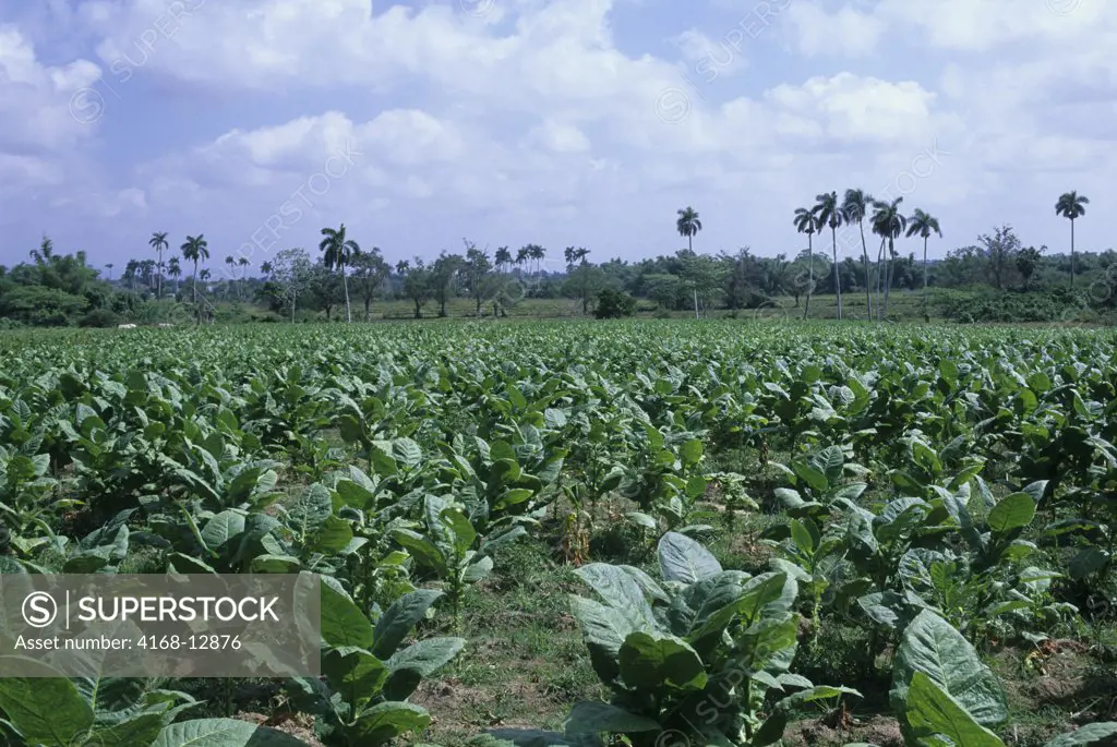 Cuba, Near Pinar Del Rio, Tobacco Field
