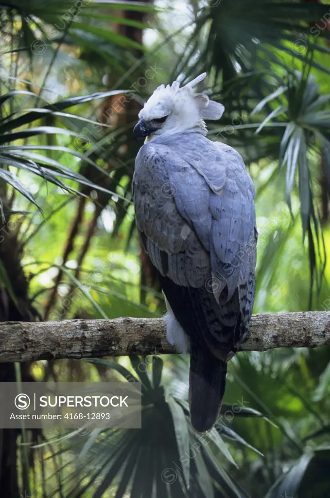 Belize, Belize Zoo, Harpy Eagle, Harpia Harpyja
