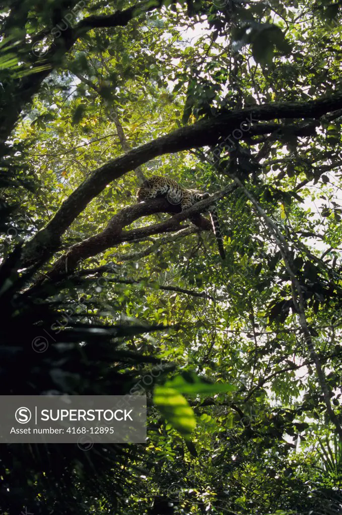 Belize, Belize Zoo, Jaguar In Tree, Panthera Onca