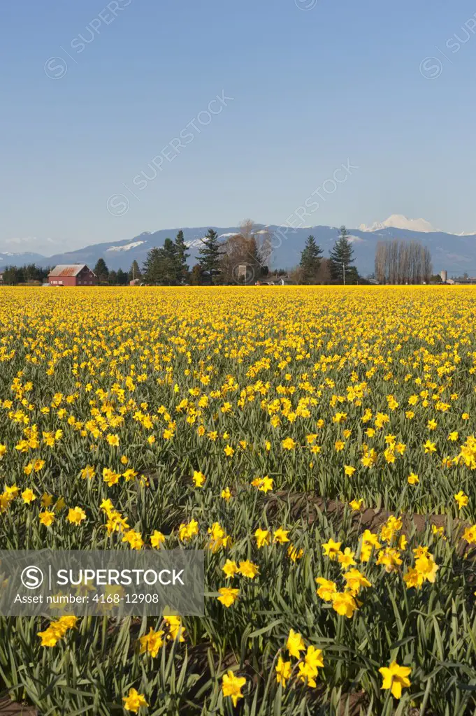 USA,  Washington State, Skagit Valley, Daffodil Field With Mt. Baker In Background
