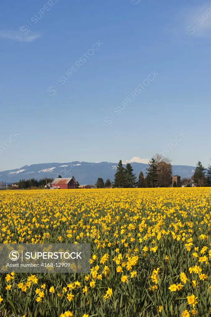 USA,  Washington State, Skagit Valley, Daffodil Field With Mt. Baker In Background