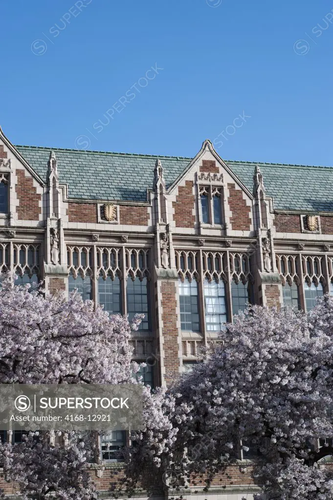 USA,  Washington State, Seattle, University Of Washington Campus, The Quad With Flowering Cherry Trees In Spring