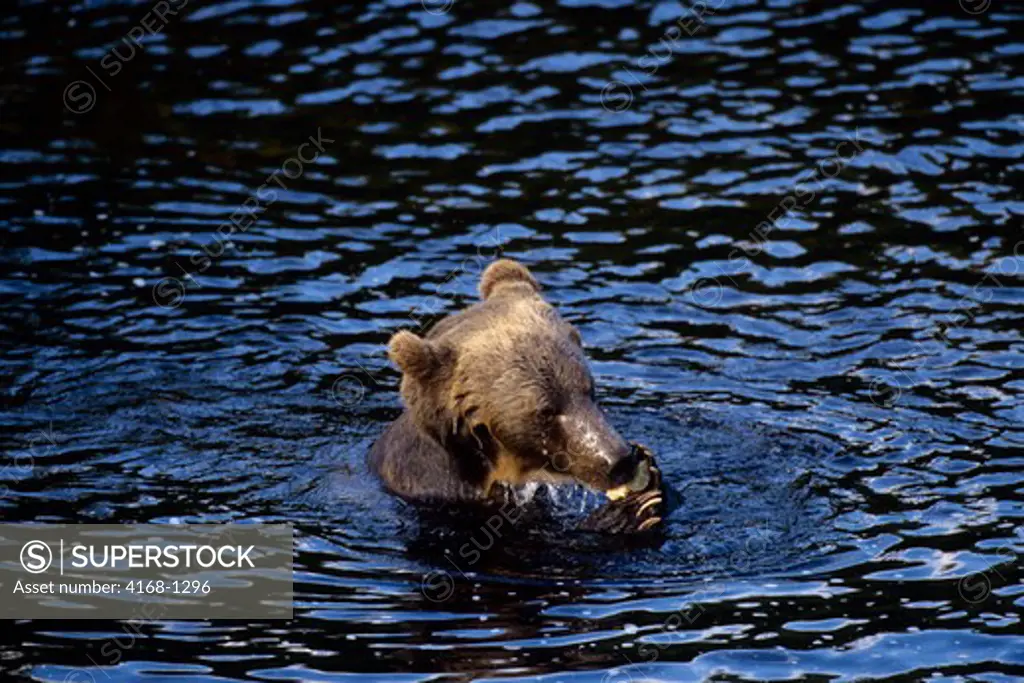 CANADA, BRITISH COLUMBIA, KNIGHT INLET, GLENDALE RIVER, GRIZZLY BEAR FEEDING ON SALMON