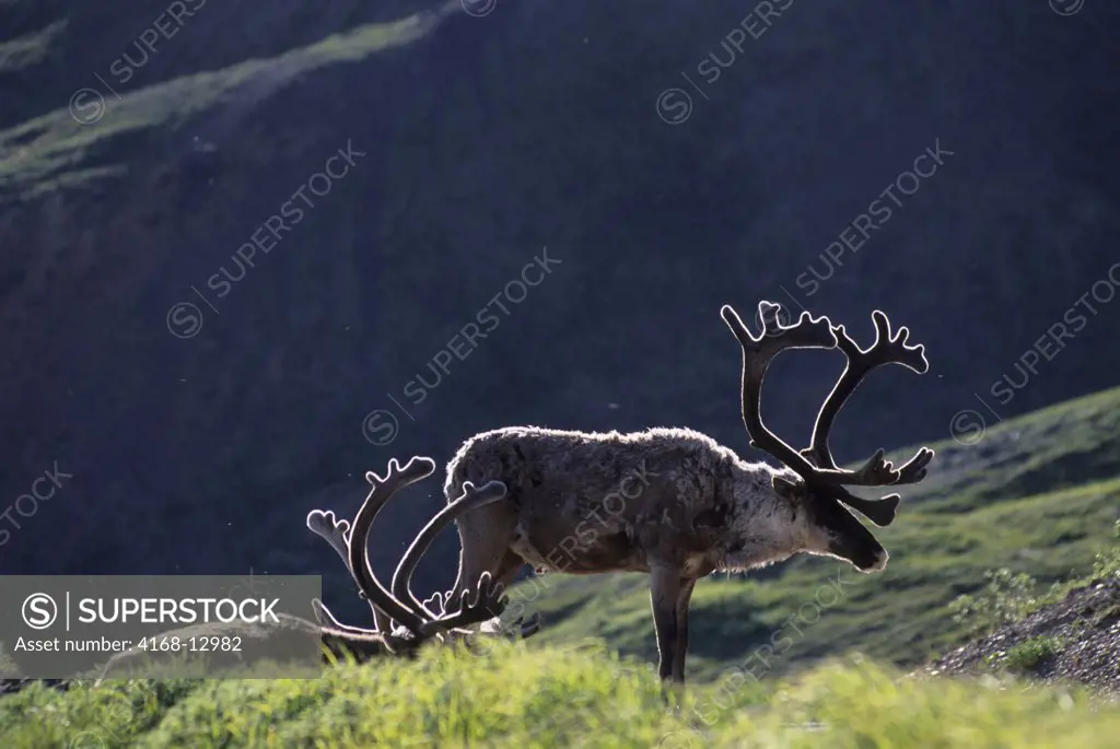 USA, Alaska, Denali National Park, Near Eielson Visitor Center, Caribou Backlit