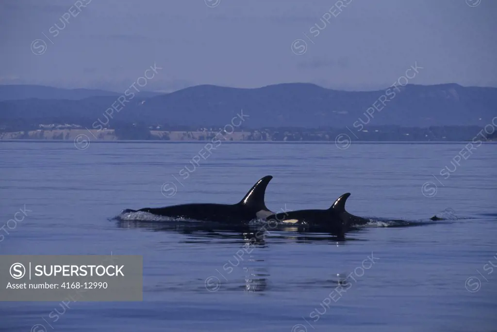 USA, Washington, San Juan Island, Haro Strait, Killer Whales (Orcas)