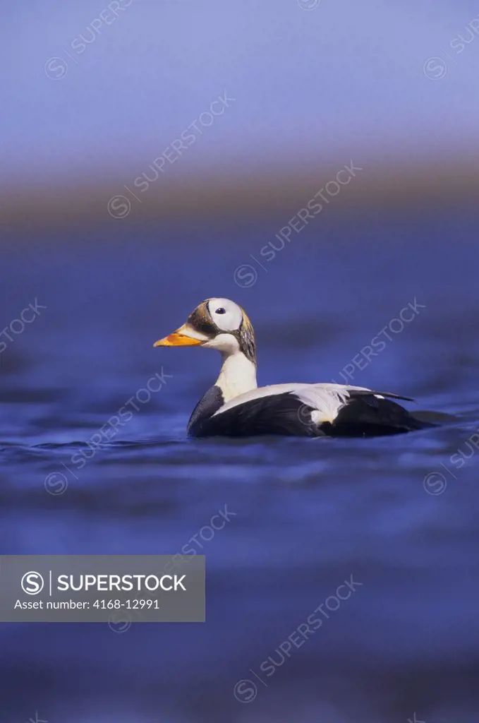 USA, Alaska, Yukon Delta, Hock Slough Camp Area, Spectacled Eider Ducks, Male (Drake) Swimming