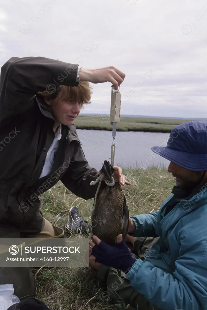 USA, Alaska, Yukon Delta, Kigigak Island, Scientists Tina Moran & Grady Harper Weighing Female Spectacled Eider Duck
