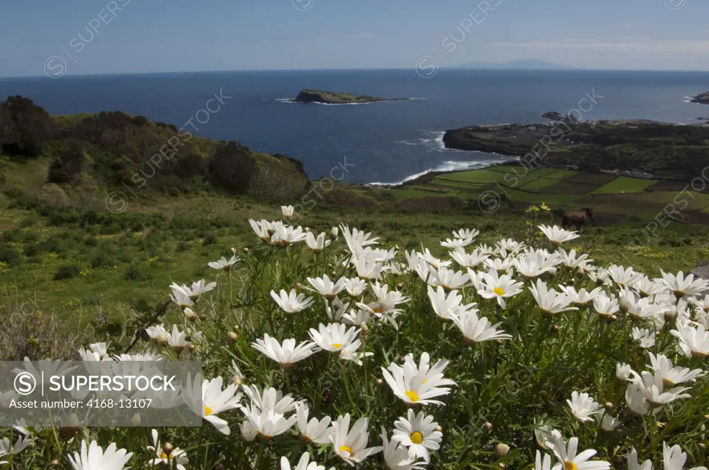 Portugal, Azores Islands, Graciosa Island, Daisy Flowers, Argyranthemum