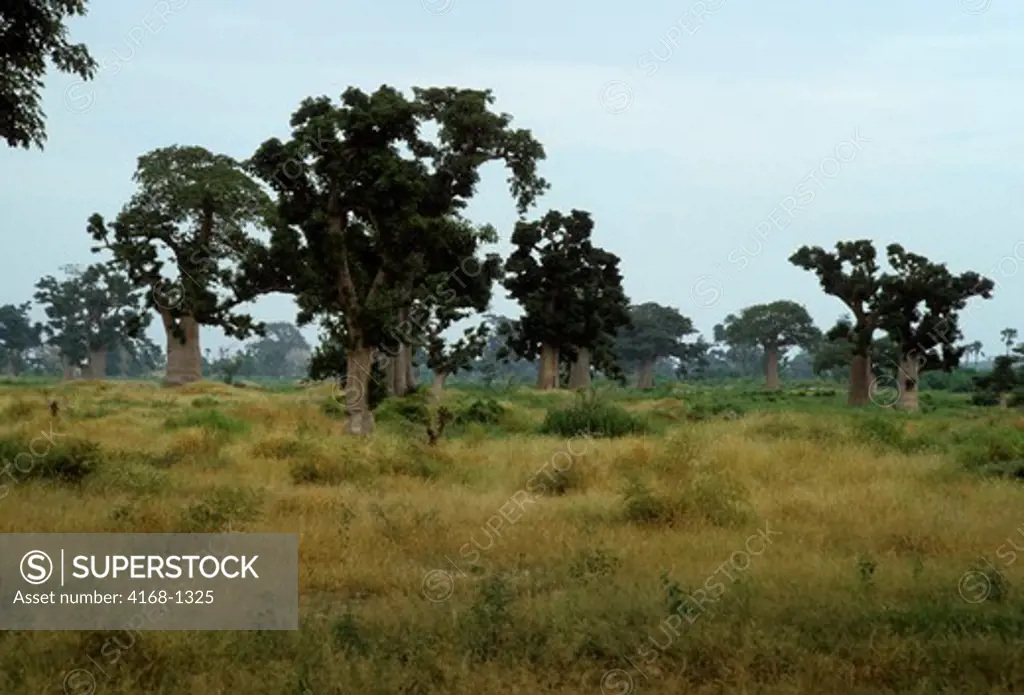SENEGAL, GRASSLANDS WITH BAOBAB TREES