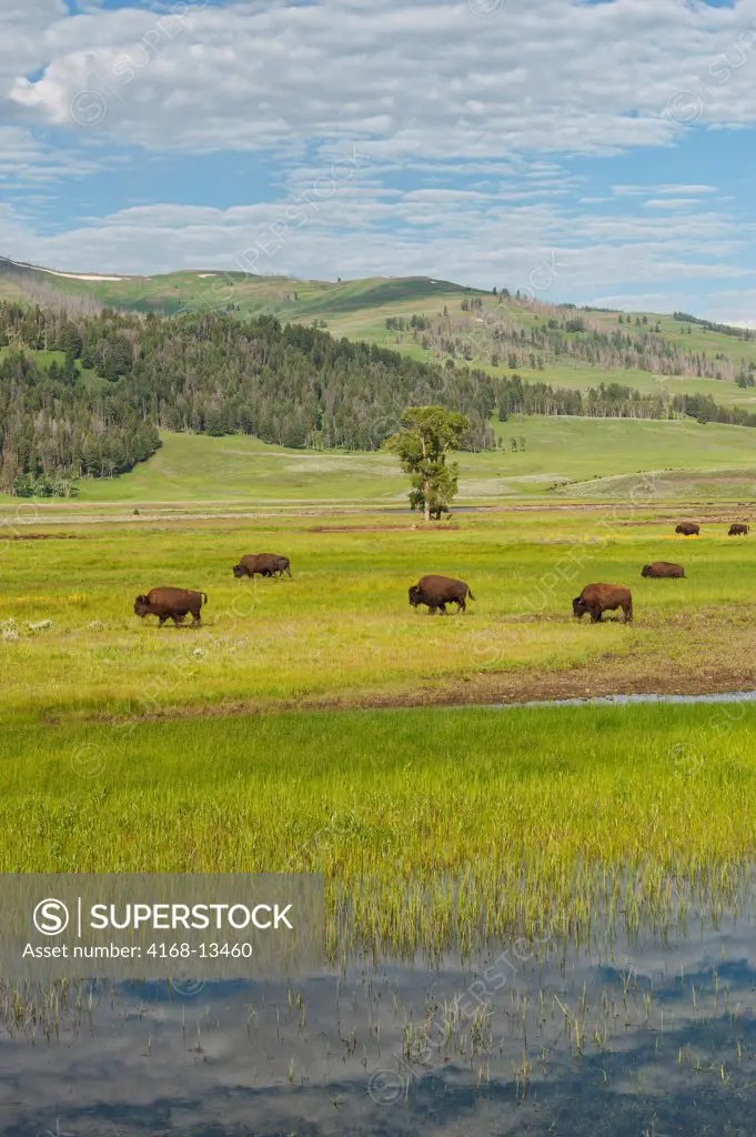 A Bison Herd Is Grazing In The Lamar Valley Of Yellowstone National Park In Wyoming, Usa