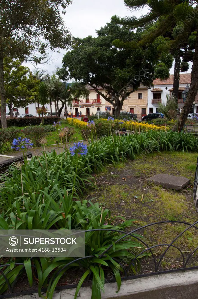 Agapanthus Flowers In The Central Plaza Of Sopo, A Small Town Near Zipaquira Near Bogota, Colombia