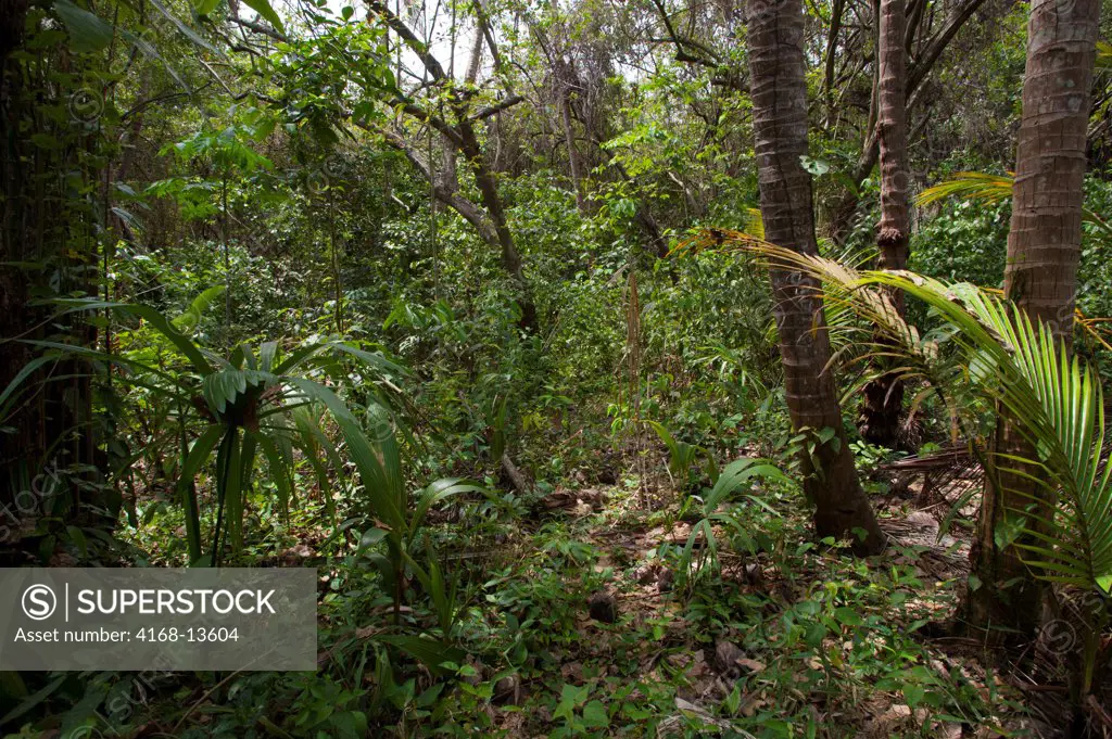 Forest Scene In Tayrona National Park, Santa Marta, Colombia