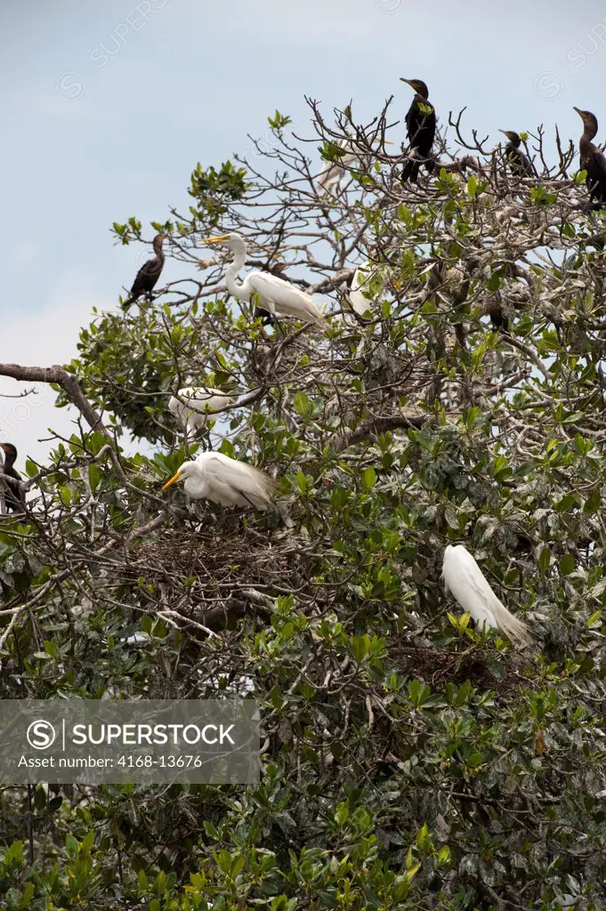 Great Egrets (Ardea Alba) And Cormorants Nesting In Mangroves In Cartagena, Colombia