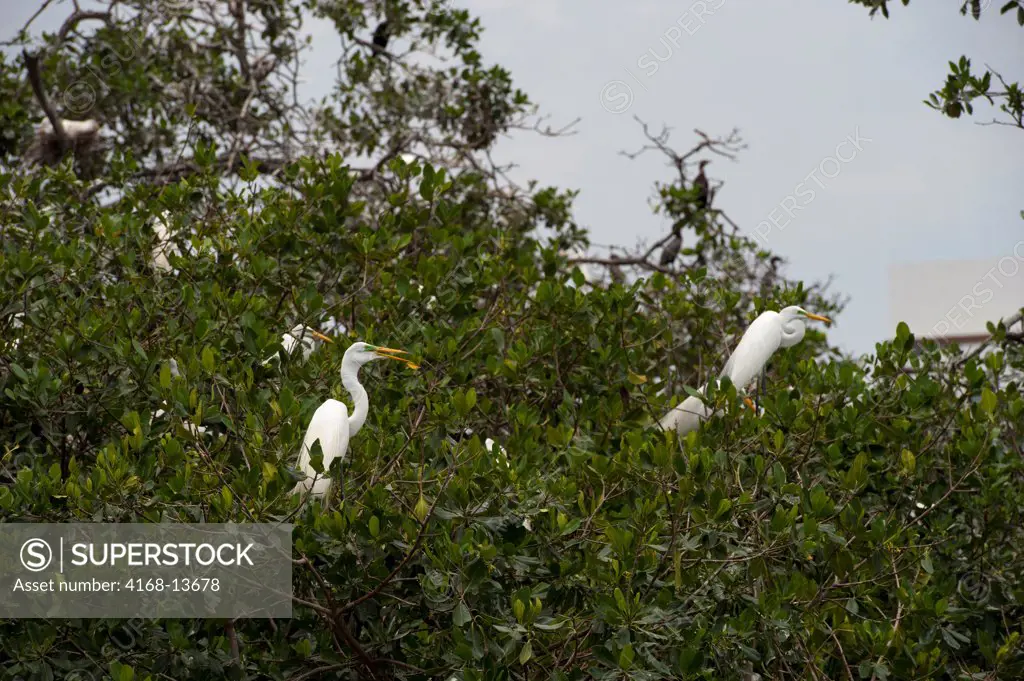 Great Egrets (Ardea Alba) Nesting In Mangroves In Cartagena, Colombia