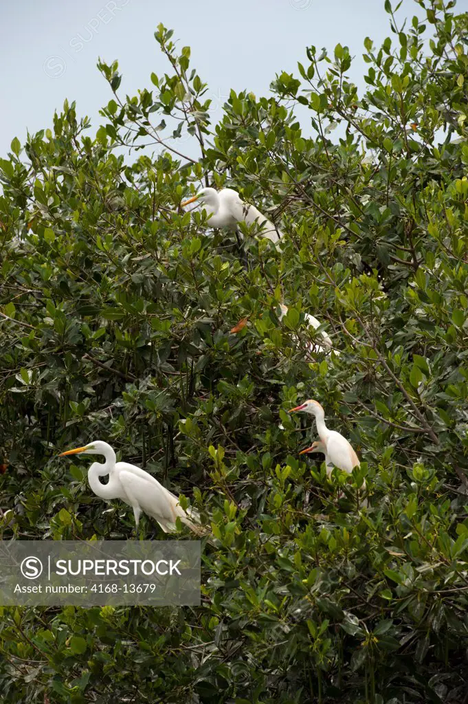 Great Egrets (Ardea Alba) And Cattle Egrets (Bubulcus Ibis) Nesting In Mangroves In Cartagena, Colombia