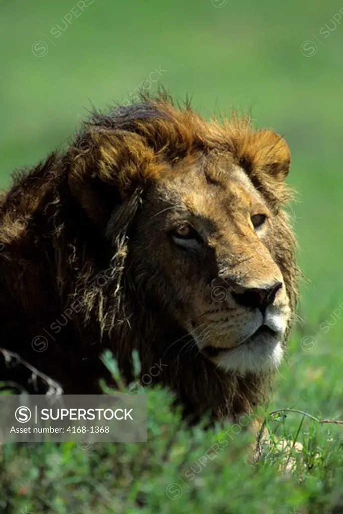 TANZANIA, NGORONGORO CRATER, LION