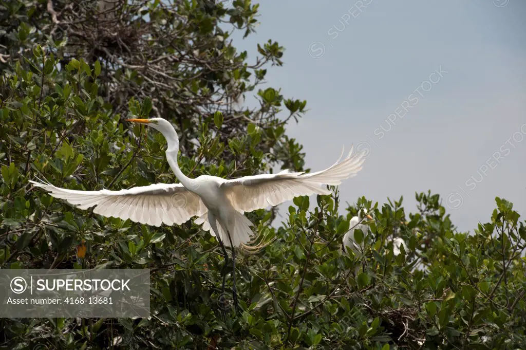 Great Egret (Ardea Alba) In Flight At Nesting Colony In Mangrove Trees In Cartagena, Colombia