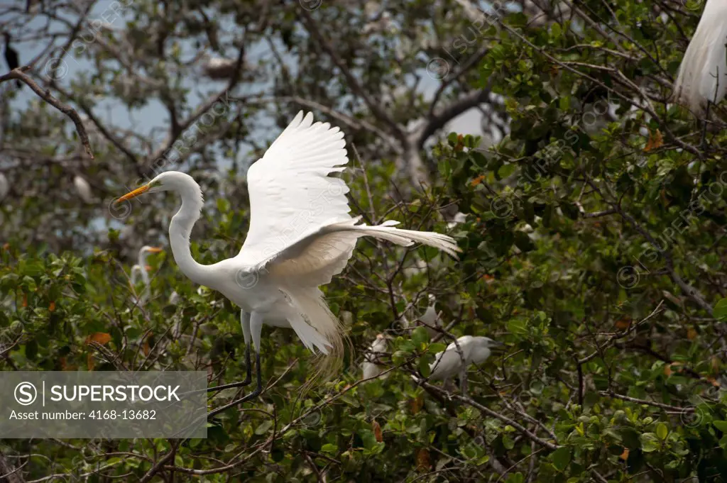 Great Egret (Ardea Alba) In Flight At Nesting Colony In Mangrove Trees In Cartagena, Colombia