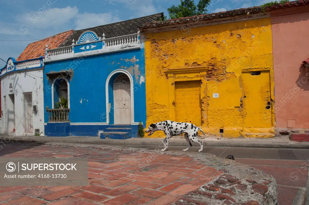 Street Scene With Dalmatian Dog In The Getsemani Area Of Cartagena, Colombia