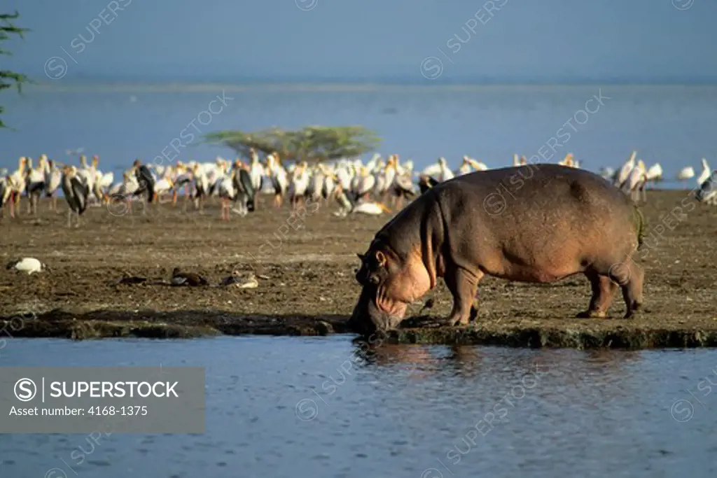TANZANIA,GREAT RIFT VALLEY LAKE MANYARA, HIPPOPOTAMUS WALKING ALONG SHORE