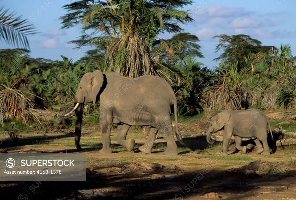 KENYA,AMBOSELI NAT'L PARK ELEPHANTS, MOTHER WITH CALF