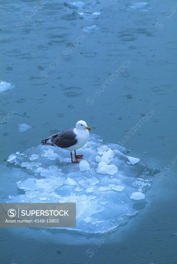 USA,Alaska,Glacier Bay Np, Glaucous-Winged Gull On Ice
