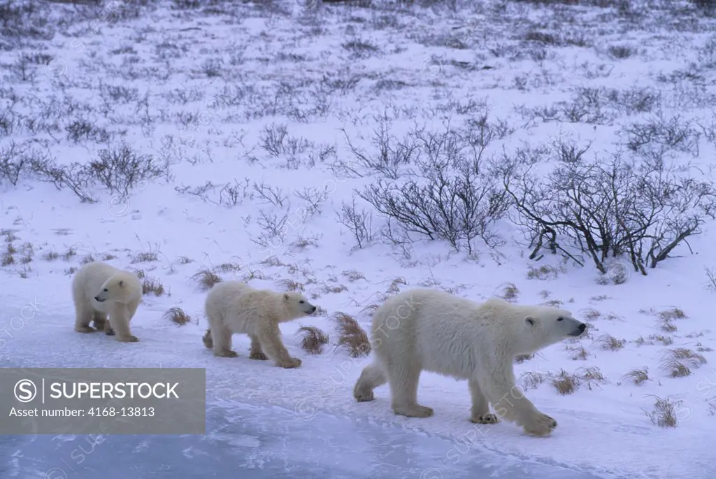 Canada, Manitoba, Near Churchill, Polar Bear Mother With Cubs (About One Year Old)
