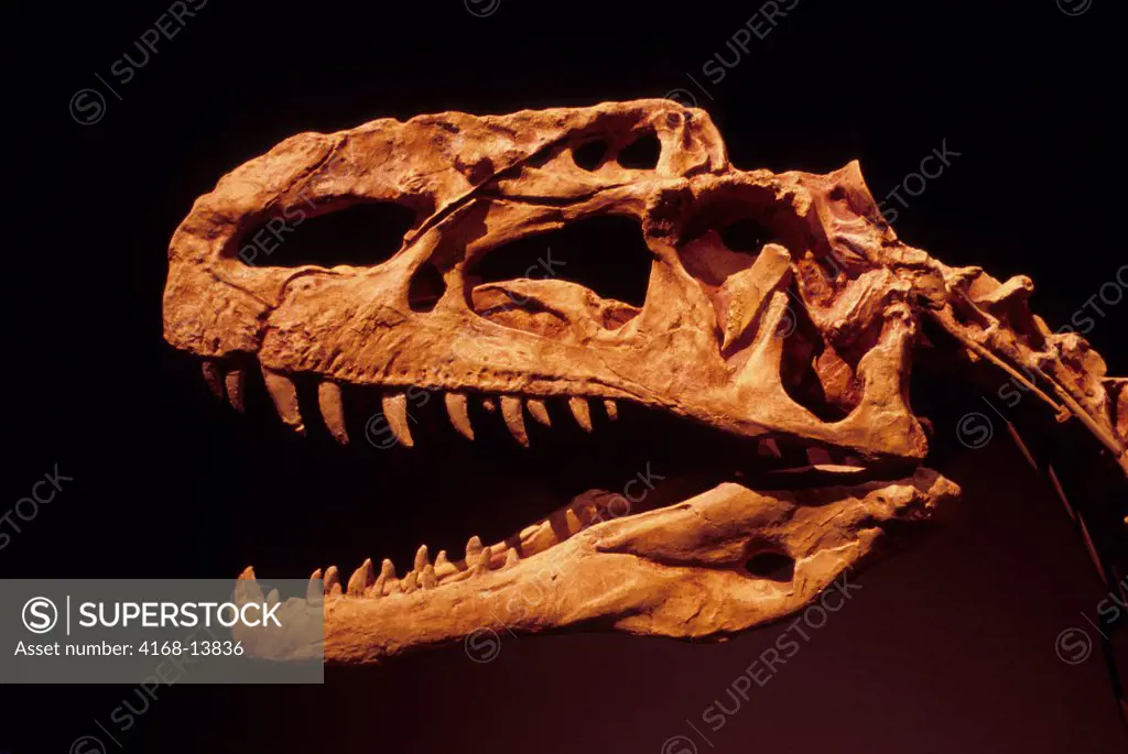Canada, Alberta, Drumheller, Royal Tyrrell Museum, Interior, Dinosaur Skeleton, Crested Predator