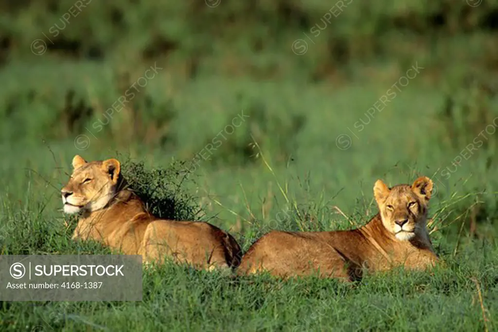 KENYA, MASAI MARA, FEMALE LIONS