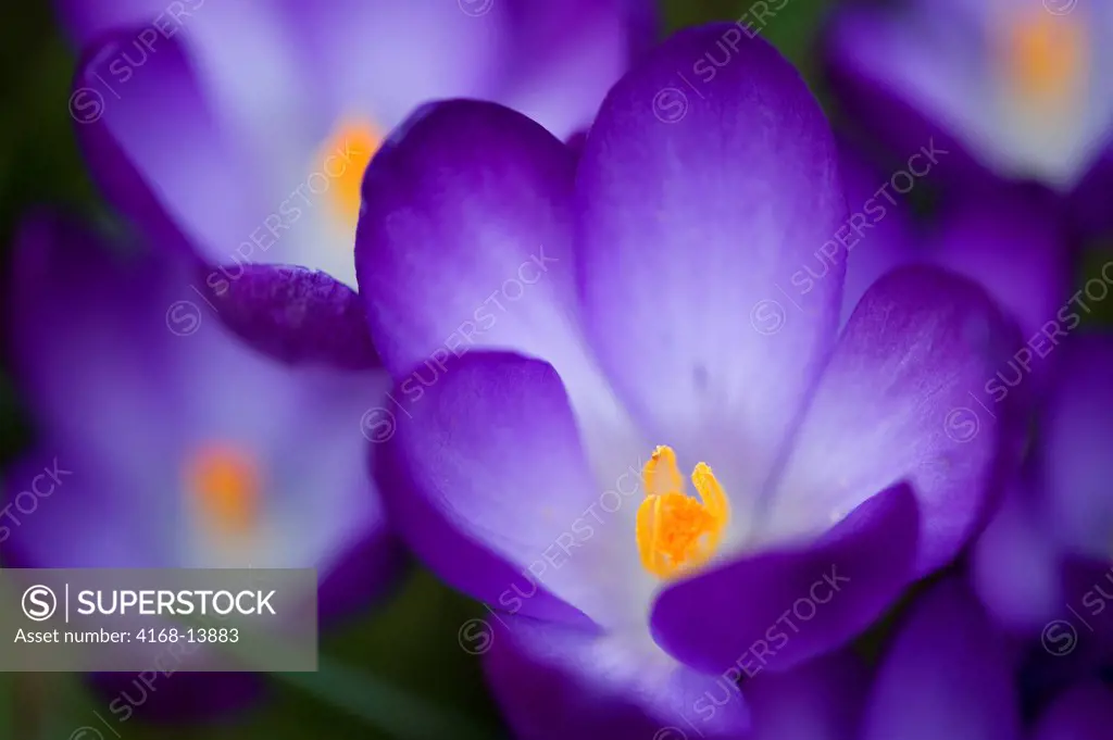 USA, Washington State, Bellevue, Purple Crocus In Spring