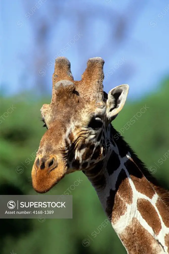 KENYA, SAMBURU, RETICULATED GIRAFFE, CLOSE-UP