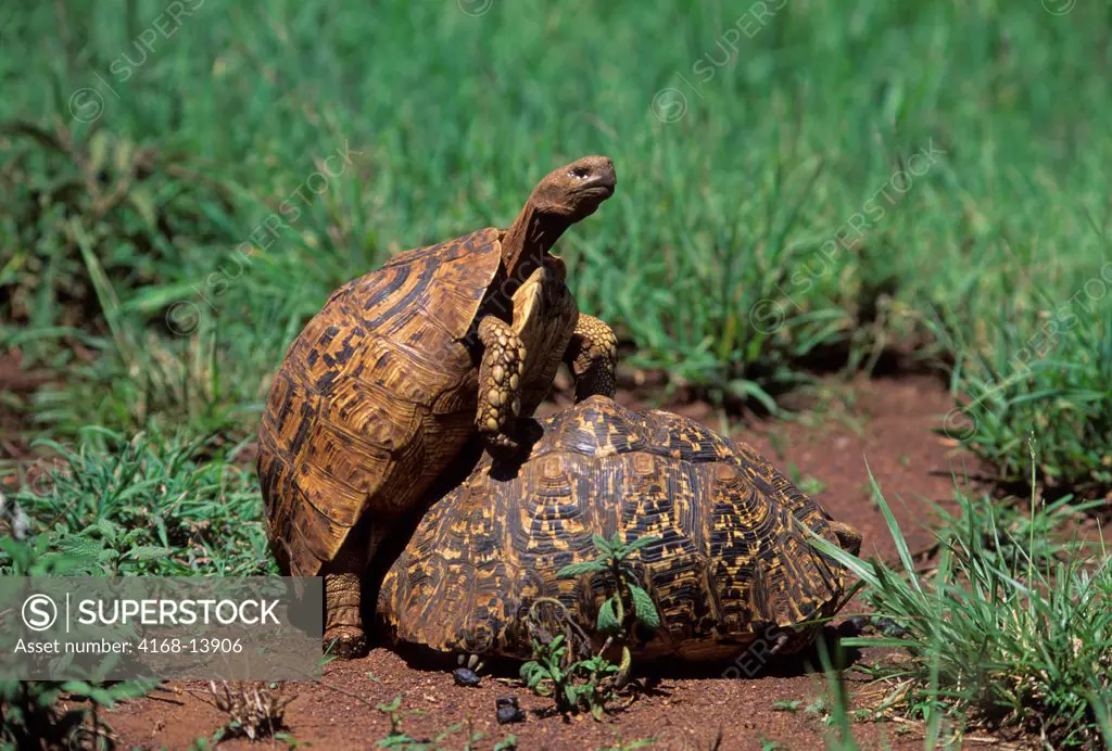 Tanzania, Serengeti, Leopard Tortoises Copulating