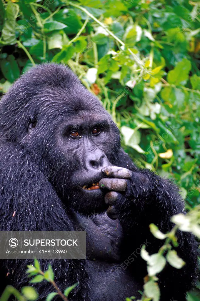 Uganda, Bwindi Impenetrable Forest, Mountain Gorillas, Silverback Sitting In Rain