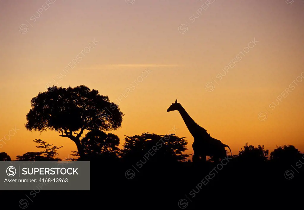 Kenya, Masai Mara, Masai Giraffe, Sunrise, Silhouette