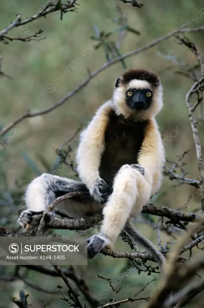 MADAGASCAR, BERENTY, VERREAUX SIFAKA LEMUR IN TREE